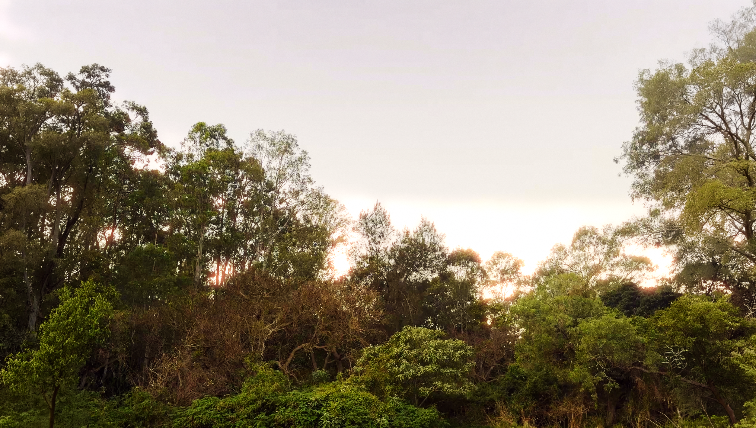 Bushland at dusk with sun glowing through the trees